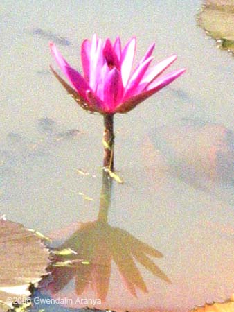 small magenta with reflection