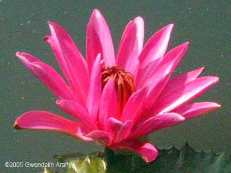 small pink lotus centered