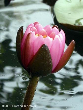 small pink lotus reflecting