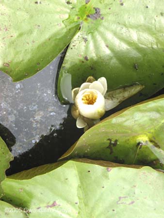 waterlilies 1