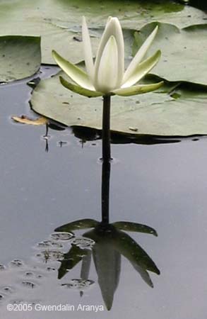 waterlilies 2