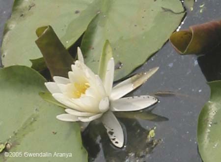 waterlilies 3