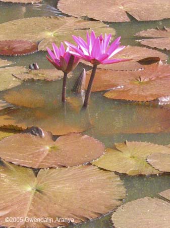 waterlilies 5