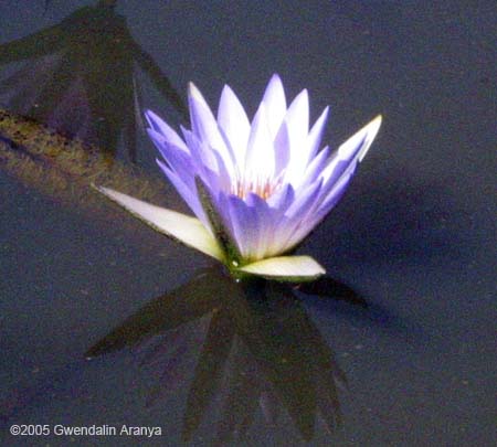 waterlilies 6