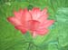 blooming lotus