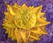 chinese lotus