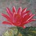 mahakashyapa lotus
