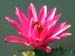 small pink lotus centered