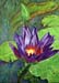 teaching lotus finished