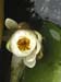 waterlilies 10